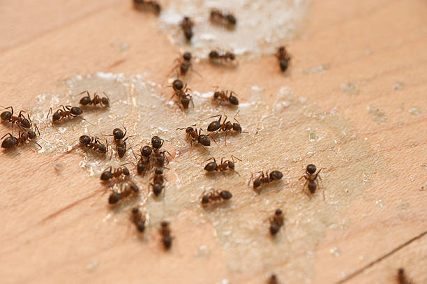 Best Pest Prevention Services  in Nicholson, GA
